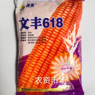 亚美文丰618杂交玉米种子  抗病抗倒伏 穗轴白 耐旱耐涝 高产