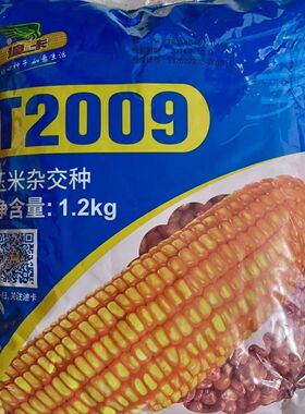 迪卡T2009杂交种子饱满大颗粒长穗矮杆抗病抗倒伏高产春夏播种