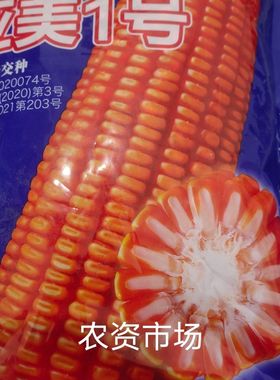 亚美1号 亚美一号杂交饲料玉米种子 穗轴白  抗病抗倒伏 高产