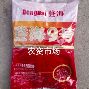 国审玉登海9号 登海11号 登海710杂交饲料玉米种春夏适宜抗病高产