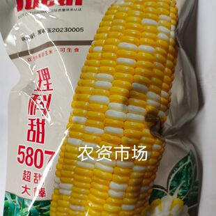 理想理科甜5807双色甜玉米种子杂交大棒超甜皮薄无渣口感好春秋播