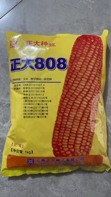 正大808玉米种子矮杆超大棒白轴抗病抗旱抗倒玉米种国审玉米种子