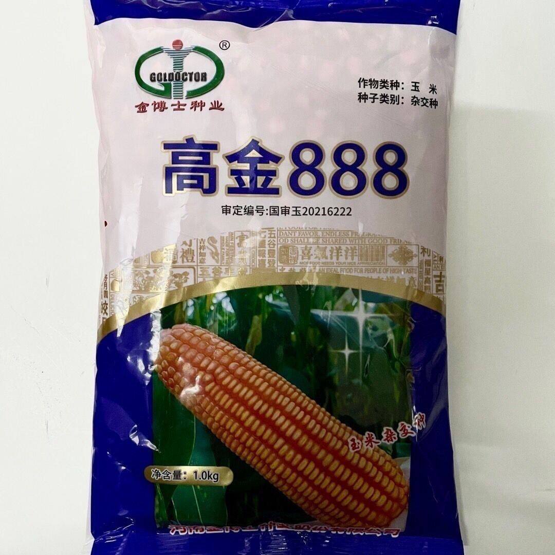 【店铺热销】高金888抗病高产矮杆抗倒伏杂交玉米种子