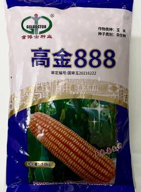 【店铺热销】高金888抗病高产矮杆抗倒伏杂交玉米种子