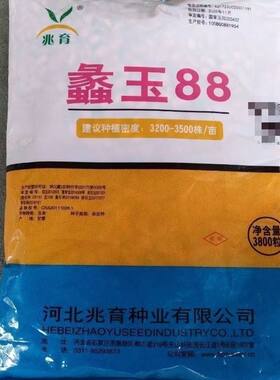 蠡玉88 蠡玉88玉米肥白轴抗性强大户首选