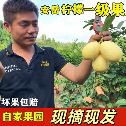 【产地直发】安岳新鲜黄柠檬一二级皮薄多汁奶茶专用包邮9/20斤装