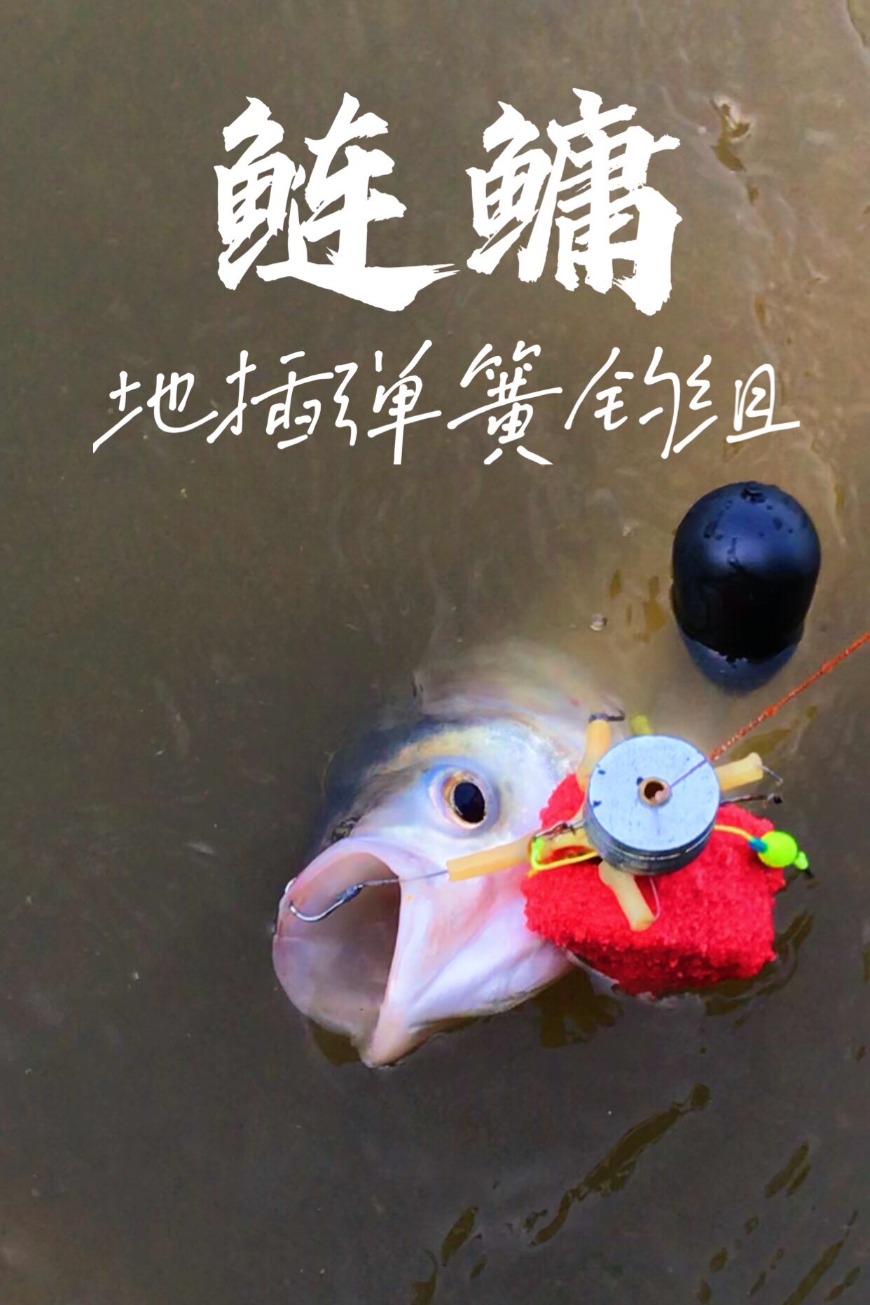 水库地插弹簧钓组花鲢图片