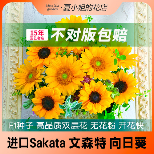 花种子鲜花花园向日葵盆栽阳台