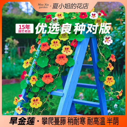金莲花攀爬藤蔓垂吊室内阳台种子