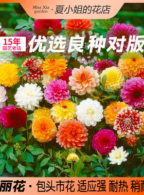 夏小姐的花店*小丽花易种易活阳台室内花园盆地栽植物花种子