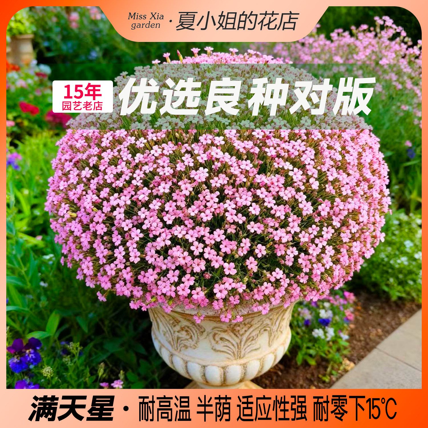 夏小姐的花店*大花满天星可做切花四季种阳台盆栽室内易活花种子