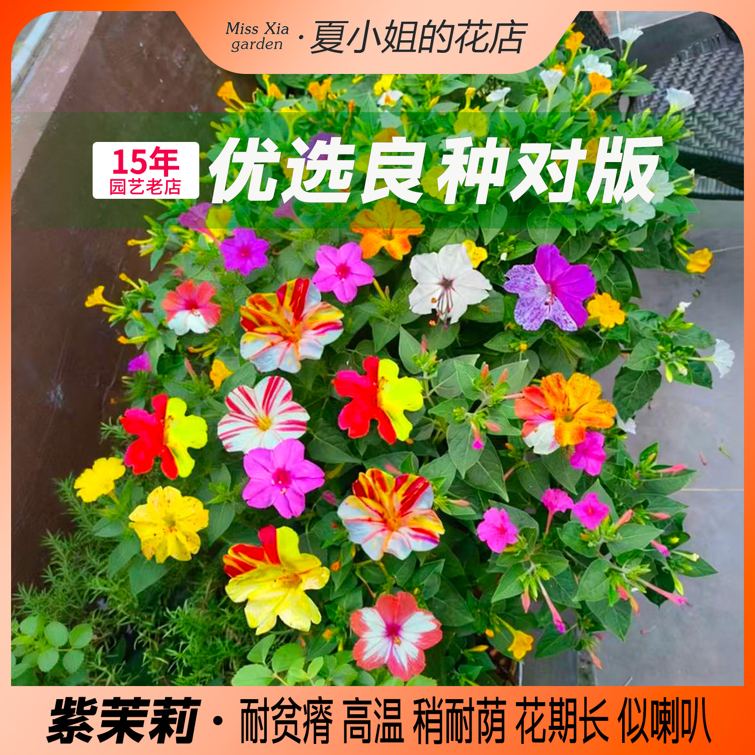 夏小姐的花店*紫茉莉多年生耐热旱阳台易种花园盆栽庭院花卉种子