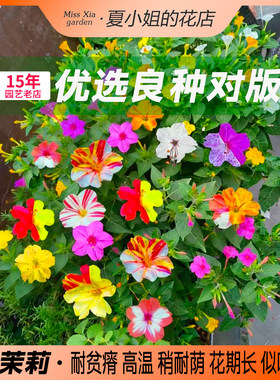 夏小姐的花店*紫茉莉多年生耐热旱阳台易种花园盆栽庭院花卉种子