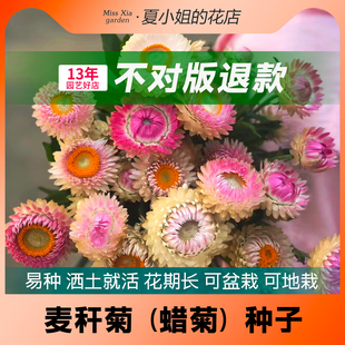 夏小姐的花店*麦秆菊花易种易活阳台室内花园盆地栽植物花种子