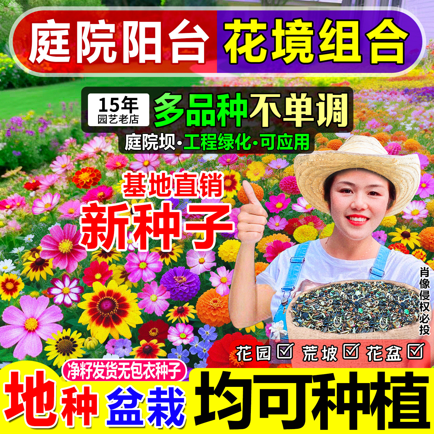 夏小姐的花店*耐寒耐热庭院太阳花种子满天星格桑花百日草易种活图片