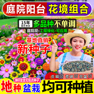 夏小姐的花店*耐寒耐热庭院太阳花种子满天星格桑花百日草易种活