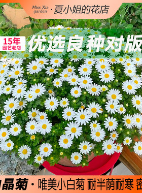 夏小姐的花店*白晶菊新手易种易活阳台室内花园盆地栽植物花种子