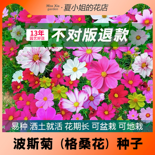 夏小姐的花店*波斯菊格桑花耐晒耐热耐干旱阳台易种活盆栽花种子