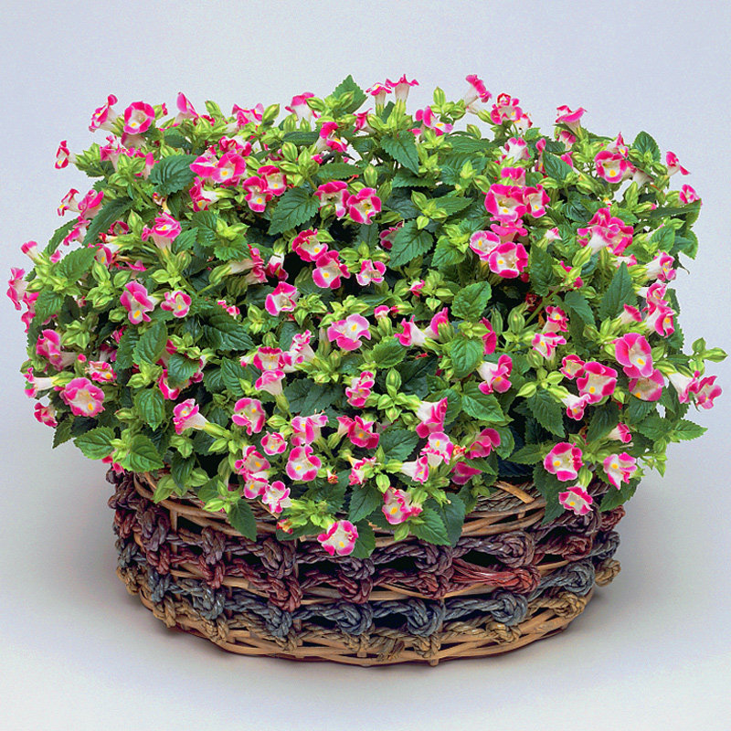 日本sakata*轻吻夏堇 进口花种子 庭院花园室内盆栽植物 易活花卉