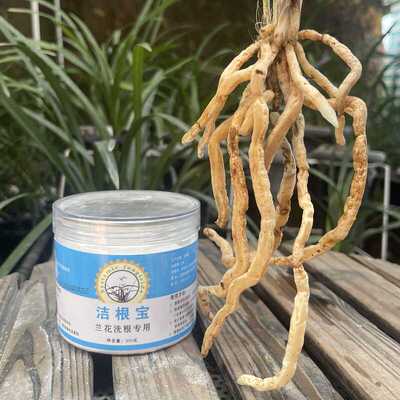 兰根洗根脱菌兰花护根保根养根