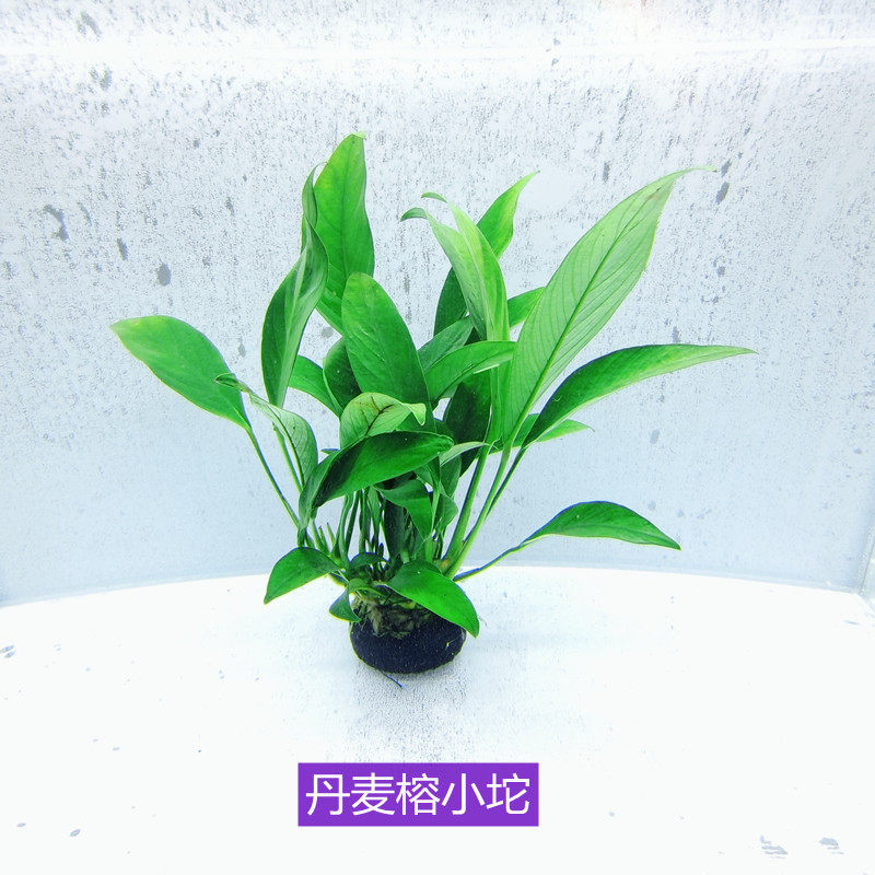 尖叶丹麦水榕坨草淡水草造景植物新手懒人定值鱼缸阴性草无需底沙