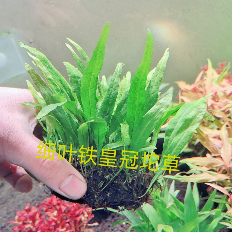 细叶铁皇冠水草坨草阴性水草淡水鱼缸造景水草植物鱼缸水草新手草