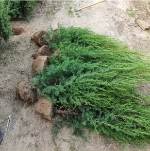刺柏树苗 塔刺松 宝塔松 墓地塔松 绿化苗 刺柏苗 清明节塔松