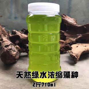 绿水 水蚤兰寿饲料 浓缩小球藻藻种 养鱼肥水培藻小球藻