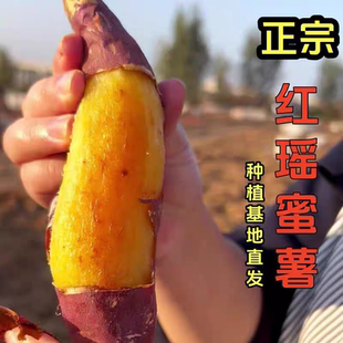 正宗红瑶蜜薯真榴莲蜜薯红薯黄心番薯农家新鲜自种烤板栗山芋地瓜