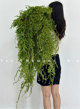 日本石松超长过山龙干花新中式缠绕装饰植物花材花藤垂挂悬挂藤蔓