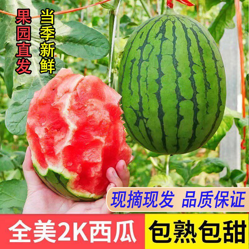 山东潍坊全美2k西瓜5斤手撕冰糖小糖丸小吊瓜冰激凌当季新鲜现摘