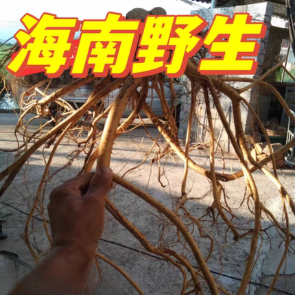 海南野生五指毛桃五爪龙牛奶根新鲜晒干汤椰奶香建啤非内地货可比