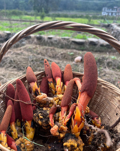 海南野生回春草不老草 天然晒干500g 泡酒正品