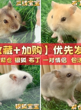 小仓鼠包邮包活家养温顺三线紫仓银狐布丁宠物幼崽活体金丝熊活物