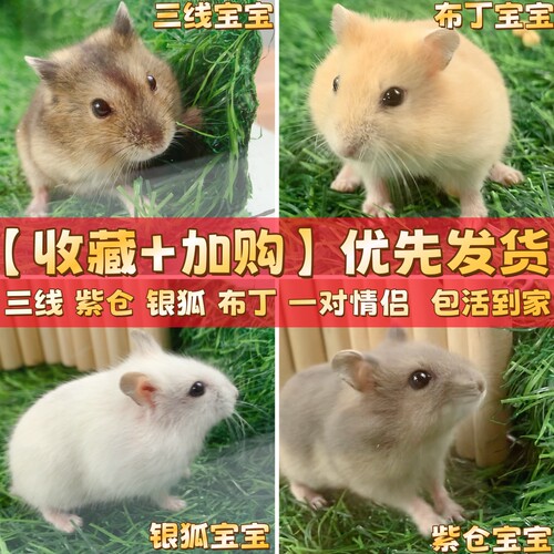 小仓鼠包邮包活家养温顺活体宠物