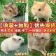 小仓鼠 包活家养温顺三线紫仓银狐布丁宠物幼崽活体金丝熊活物 包邮