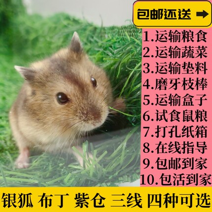 家养金丝仓鼠活物宝宝活体布丁奶茶银狐三线紫仓学生宠物情侣包活
