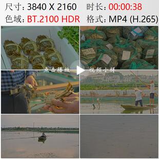 高淳老街固城湖养殖打捞螃蟹湖面小船哺食高清实拍视频素材