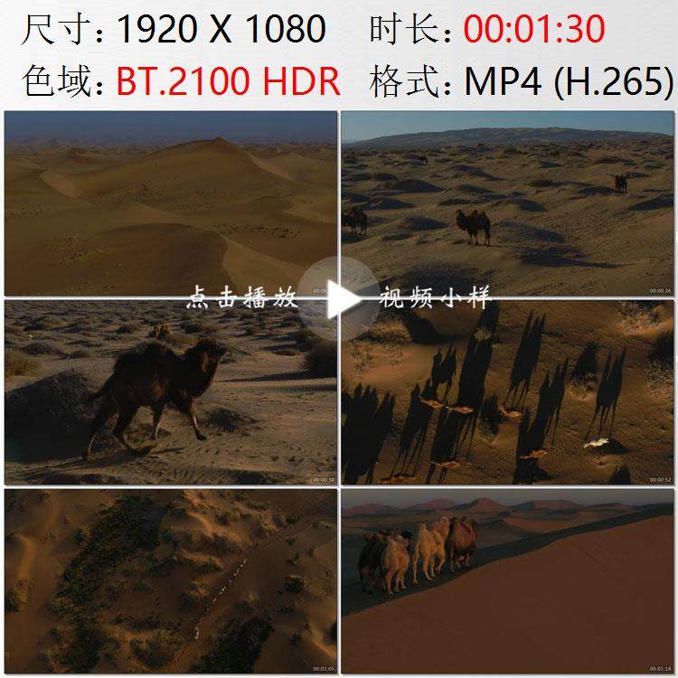 航拍内蒙古巴丹吉林沙漠沙山沙丘双峰骆驼商旅驼队实拍视频素材