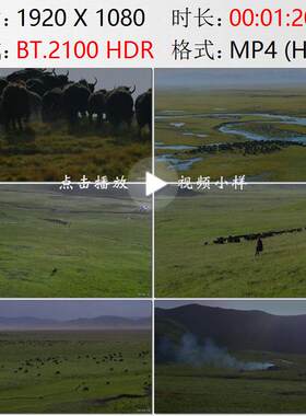航拍甘肃甘南玛曲阿万仓湿地草原牧民放牧牦牛群高清实拍视频素材
