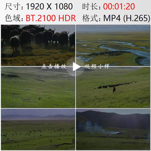 航拍甘肃甘南玛曲阿万仓湿地草原牧民放牧牦牛群高清实拍视频素材