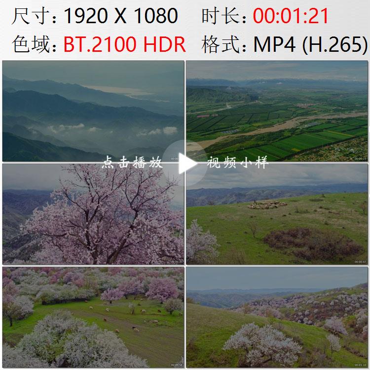 航拍新疆伊犁河谷绿洲塞上江南杏花沟鲜花盛开草原羊群视频素材