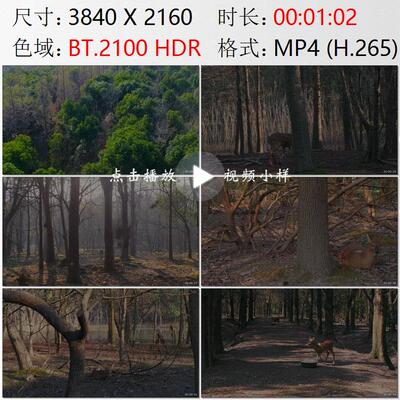 航拍上海浦南林地丛林中的獐子高清实拍视频素材