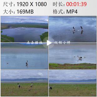 航拍甘肃碌曲尕海草原牧场水鸟群飞天鹅黑颈鹤高清实拍视频素材