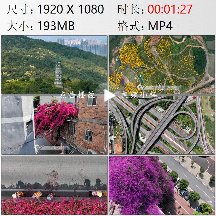 航拍广西南宁市黄花风铃木盛开三角梅装点城市建筑道路视频素材