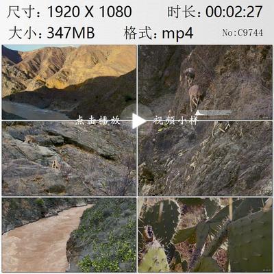 航拍金沙江干热河谷陡峭悬崖矮岩羊觅食仙人掌镜头特写视频素材