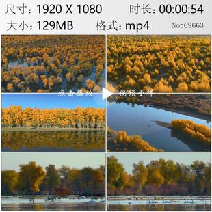 航拍塔克拉玛干沙漠塔里木河全景成片胡杨林秋色绚烂候鸟视频素材