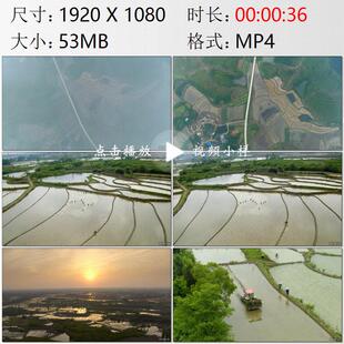 航拍河南丘陵山坡梯田农民们在水稻田中劳作高清实拍视频素材