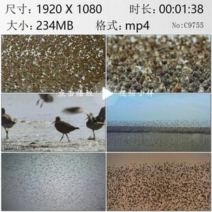 航拍涨潮鹬鸟迁徙鸟浪奇观独腿鹬鸟镜头特写高清实拍视频素材