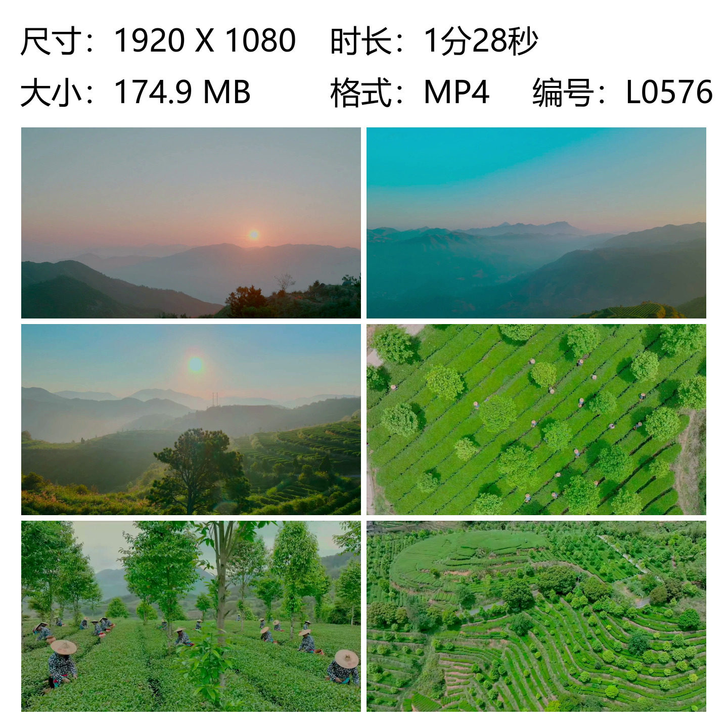 茶农山巅敬茶祖仪式安溪茶乡茶园采茶舞狮击鼓孩童行礼鞭炮茶点品